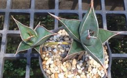 219-pinguicula-«The-walking-Sansevieria