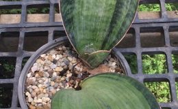 221-1-masoniana-Two-Tone-