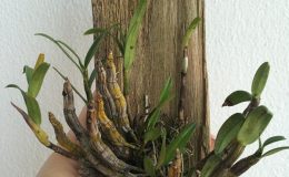 225-Dendrobium-crystallinum-BS-20