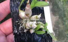 228-Dendrobium-delacourii-BS-1-1