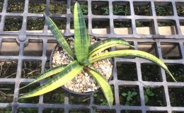 228-sp-Lobal-variegated-Kenya-