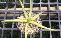 229-sp-Rough-variegated-Kenya-