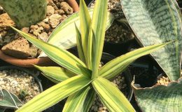 231-bagamoyensis-variegated-