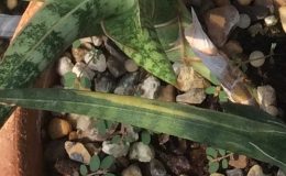 232-ballyii-«Minnie»-variegated
