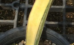 233-raffillii-HBG-variegated-