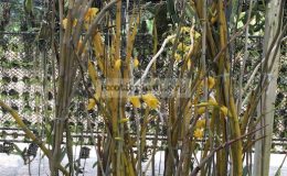 235-Dendrobium-dixanthum