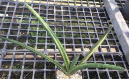 236-pearsonii-variegated