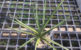237-«Lucky-Infinity»-variegated-francisii-hybrid-
