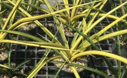238-«Fernwood»-striata-variegated-
