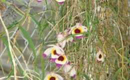241-Dendrobium-falconeri-JQ-228-BS-20