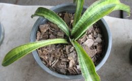 241-stukyii-striata-variegated-60
