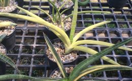 242-«Tony-Padella»-variegated