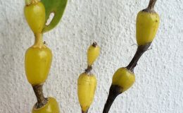 243-Dendrobium-findlayanum-Fragrant-BS-12-40