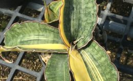 244-sp-Specks-nr-21298-«Jade-Dragon»-variegated-