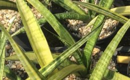 245-«Golden-Silk»-variegated-