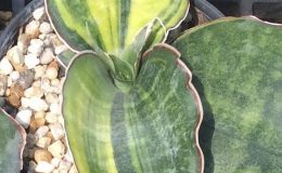 247-kirkii-«Super-Clone»-cv-Compact-Variegated