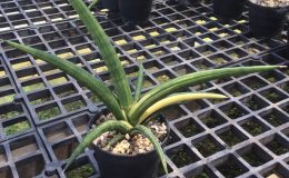 248-cylindrica-var-cylindrica-variegated