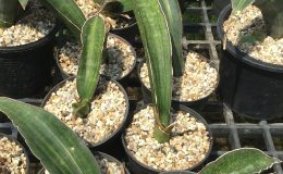 250-Green-Bat»-variegated