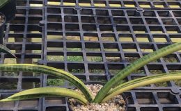 252-«Dino-Tail»-variegated-