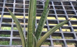 253-volkensii-variegated