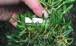 254-Dendrobium-hymenanthum-
