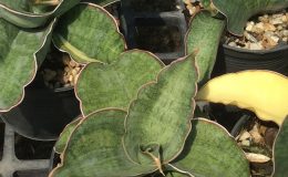 254-es-829-compacta-variegated