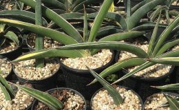 255-Lavlanos-23319-Light-Green-variegated