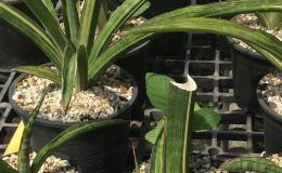 256-«Oasisiana»-variegated-