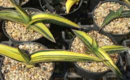 257-robusta-«Dark-Green-Clone»-stable-variegated-
