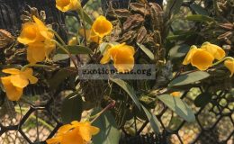 258-Dendrobium-jenkinsii-
