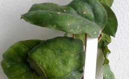 258-Hoya-sp.19-Sumatra-IML-1346-750