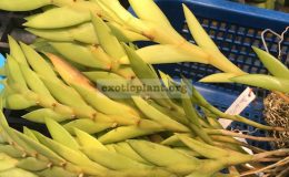 260-Dendrobium-keithii-