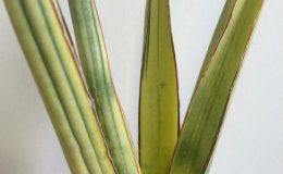 260-Koko-variegated