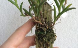 261-Dendrobium-kentrophyllum-BS-12-40