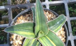 262-sp-«Twisty»-variegated-Somalia-