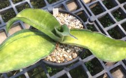 263-«Macrophylla»-variegated-
