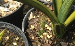 264-«Black-Makeyla»-variegated-