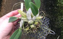 266-Dendrobium-lindleyi-