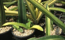 267-«Katana»-variegated-