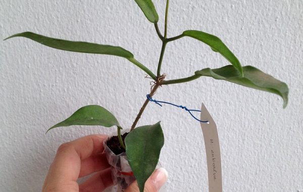 269-Hoya-subcalva-1100