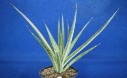 269-«Fox-Tail»-variegated275