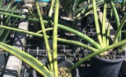 272-cylindrica-var-cylindrica-variegated-