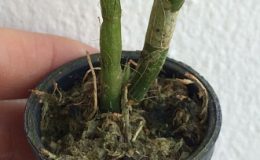 274-Dendrobium-oligophyllum-BS-12-40