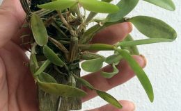 275-Dendrobium-pachyphyllum-BS-251