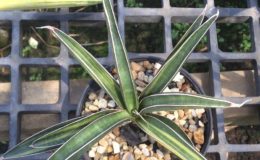 275-aethopica-striata-variegated-