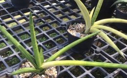 277-suffruticosa-var-suffruticosa-variegated-