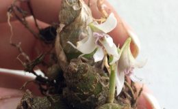278-Dendrobium-peguanum-BS-12-40-
