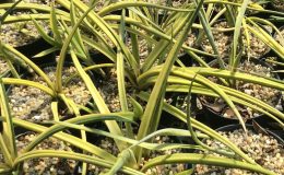 281-«Dragon-Beard»-variegated-gracilis-hybrid-