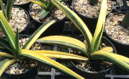 282-pearsonii-«Blue»-striata-variegated-