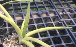 283-phillipsiae-variegated-RARE-